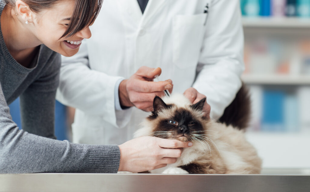Tierarzt, der einer Katze auf dem Behandlungstisch eine Injektion verabreicht.