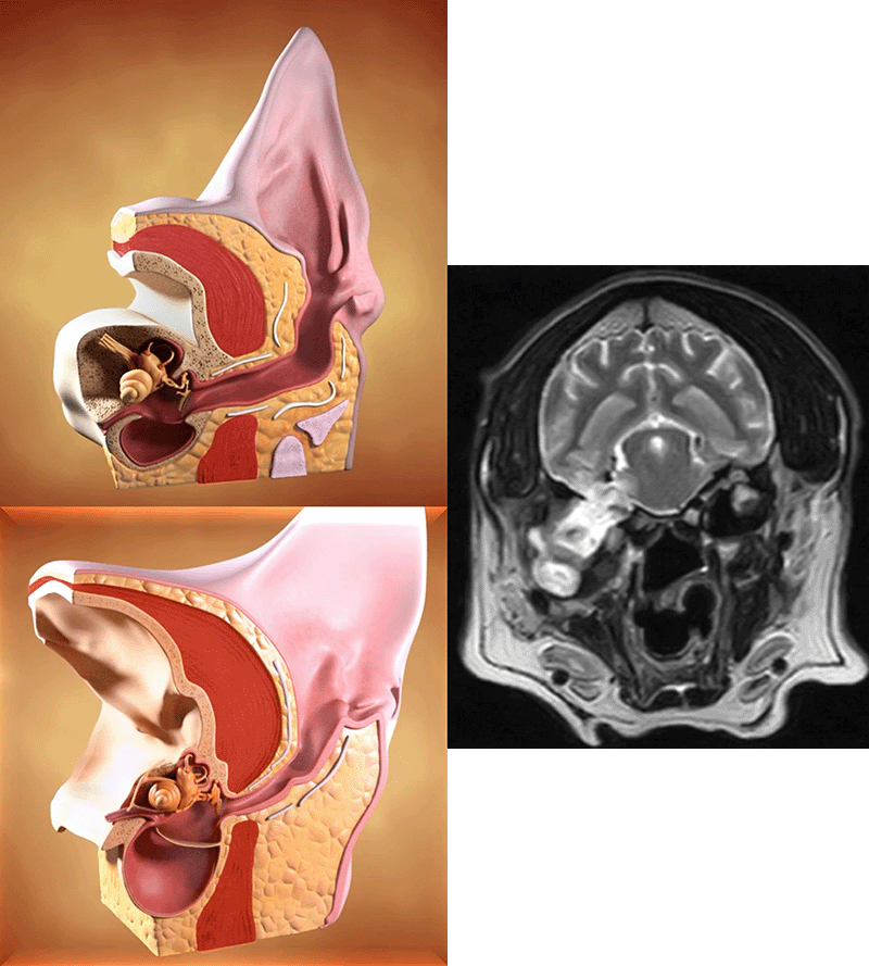 Mittelohrerkrankungen bei Hunden und Katzen