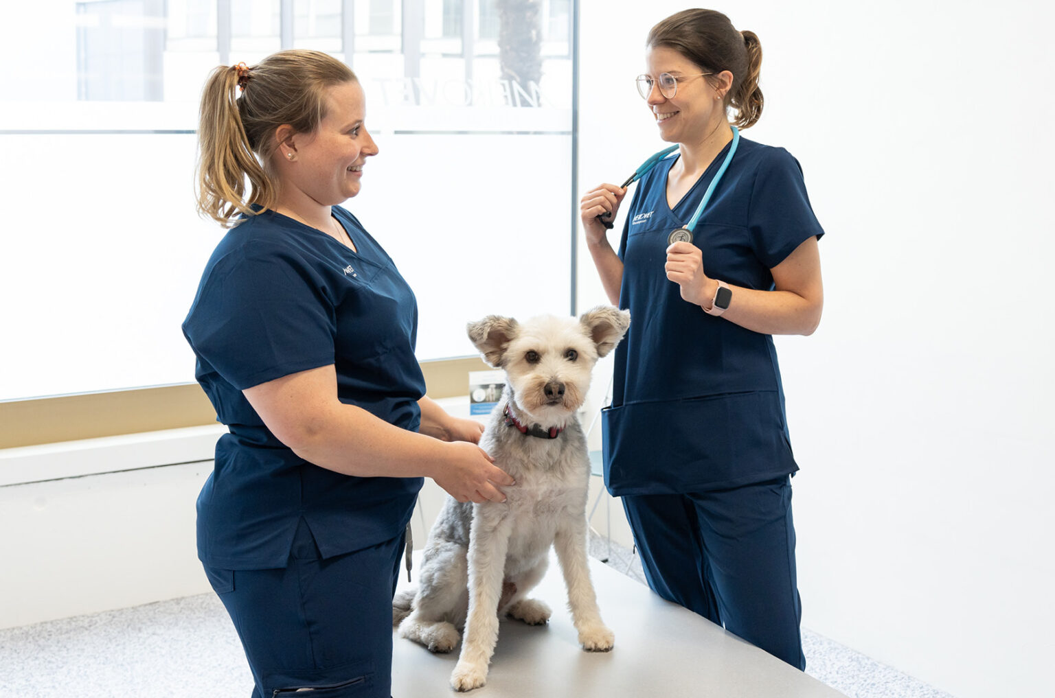 MeikoVet-Kleintierpraxis-Dietikon-Tierarzt-Konsultation