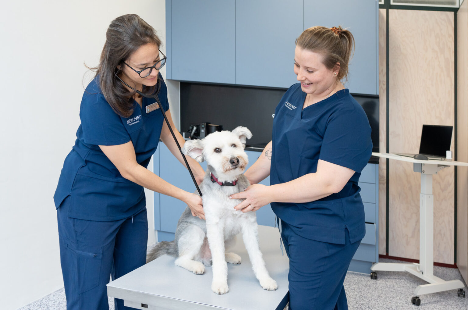 MeikoVet-Kleintierpraxis-Dietikon-Tierarztbesuch
