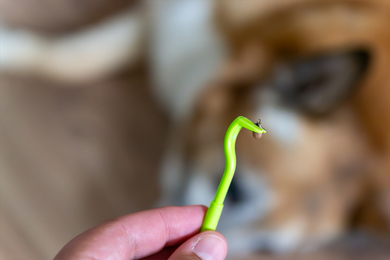 Zeckenhacken beim hund