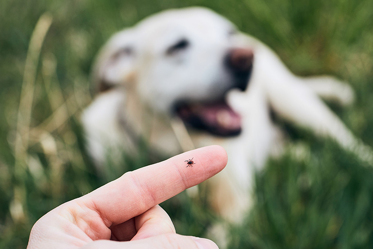 Zeckenprodukte fuer hunde und katze
