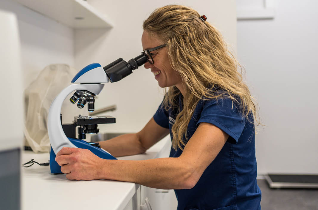 MeikoVet-Kleintierpraxis-Ittigen-Talgutzentrum-Tierarzt-Labor