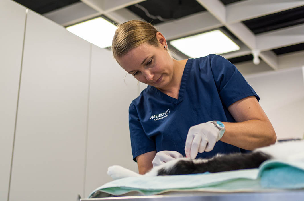MeikoVet-Kleintierpraxis-Ittigen-Talgutzentrum-Tierarzt-Operation