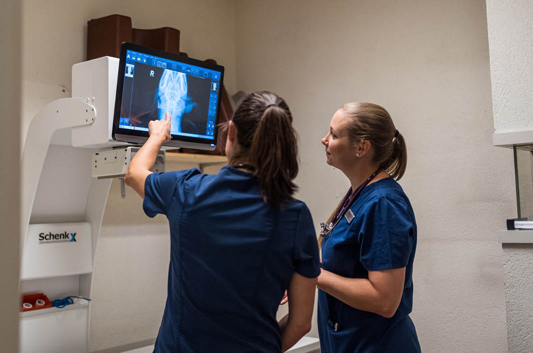 MeikoVet-Kleintierpraxis-Ittigen-Talgutzentrum-Tierarzt-Roentgen