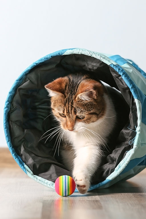 Katzen chippen Chip Pflicht Kanton Bern spielende katze