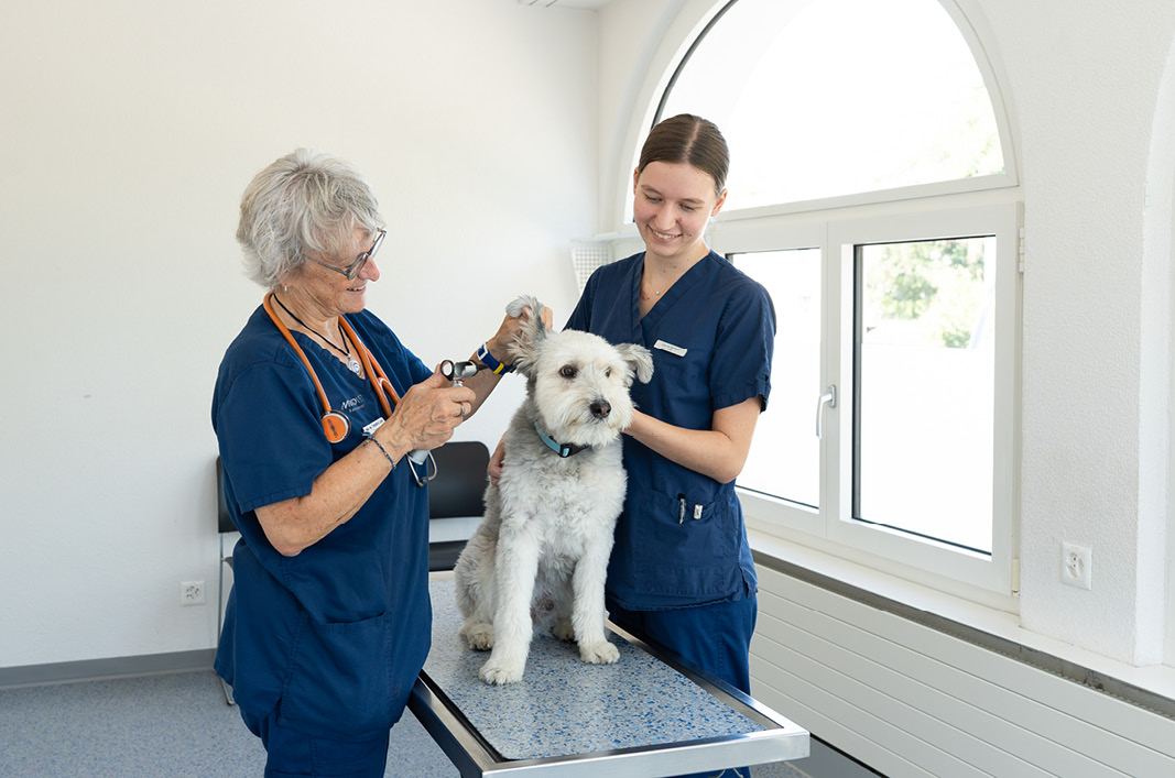 MeikoVet Kleintierpraxis Lenzburg Tierarzt Ohrenuntersuchung beim Hund