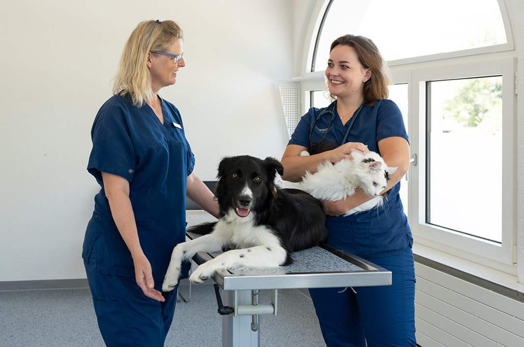 MeikoVet Kleintierpraxis Lenzburg Tierarzt fuer Hunde Katzen