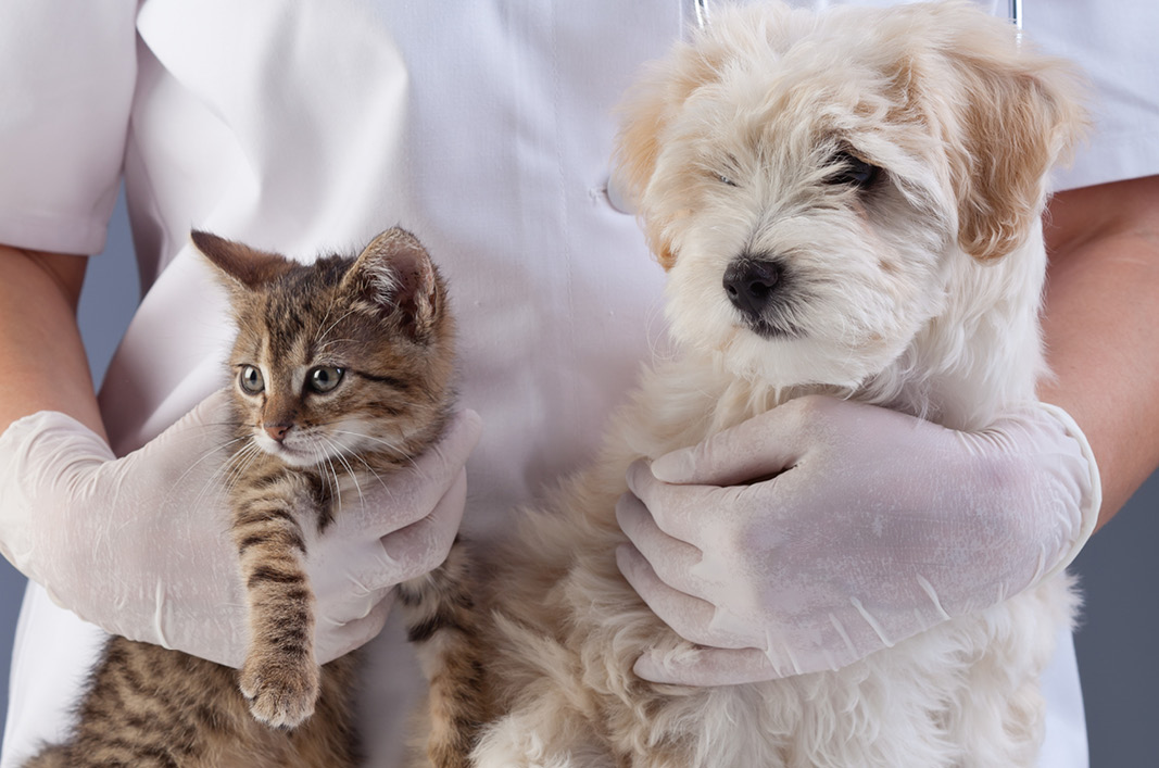 MeikoVet-Kleintierpraxis-Tierarzt-fuer-Hunde-Katzen