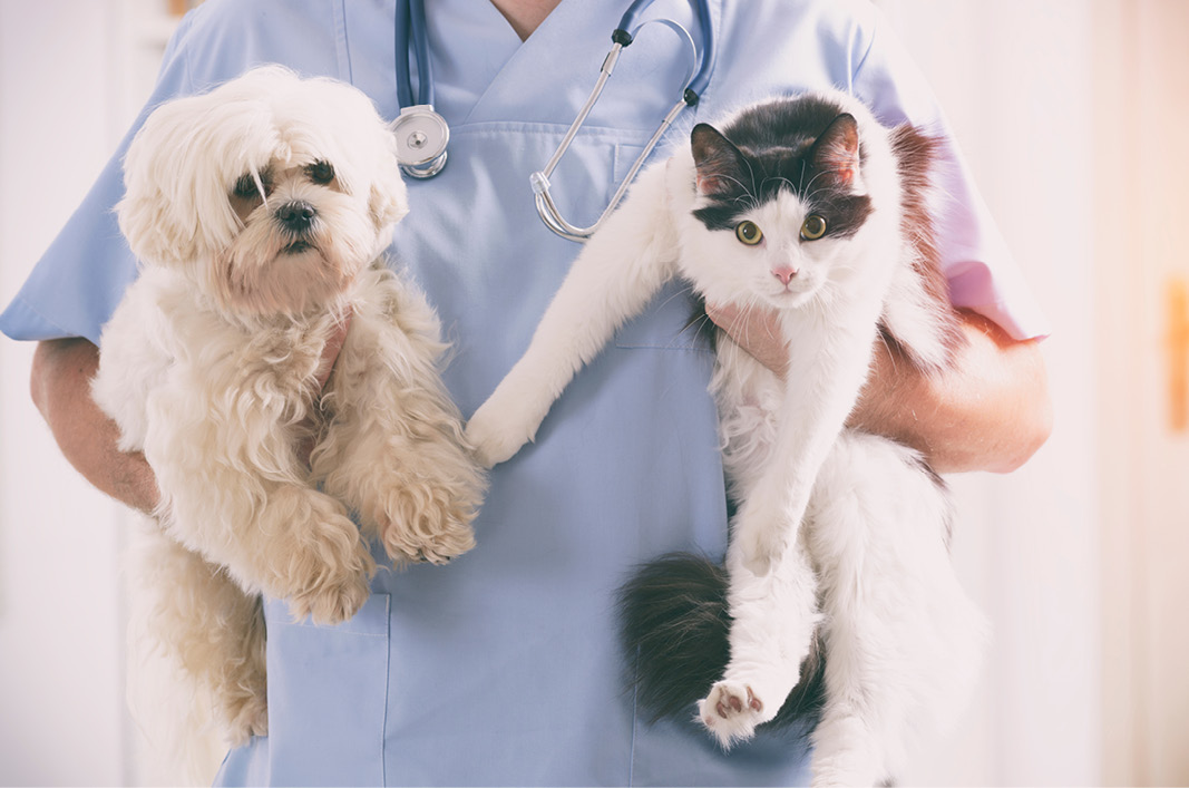 MeikoVet-Kleintierpraxis-Tierarzt-in-Ihrer-Naehe-Hund-Katze