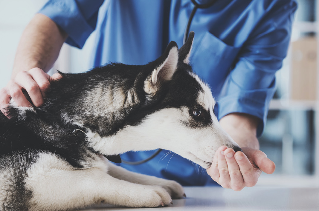 MeikoVet-Kleintierpraxis-Tierarzt-in-Ihrer-Naehe-Hund