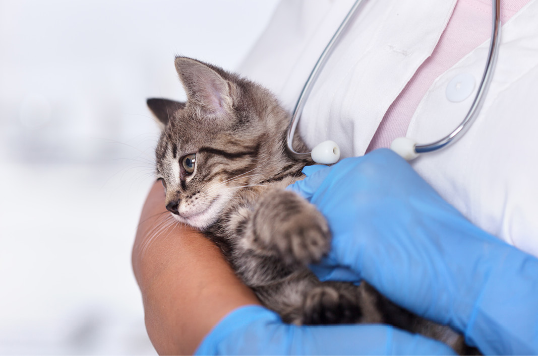 MeikoVet-Kleintierpraxis-Tierarzt-in-Ihrer-Naehe-Katze