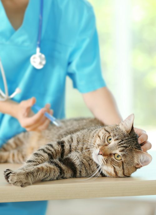 Tierarzt in Lauterbrunnen Grindelwald externe Sprechstunden 2B10